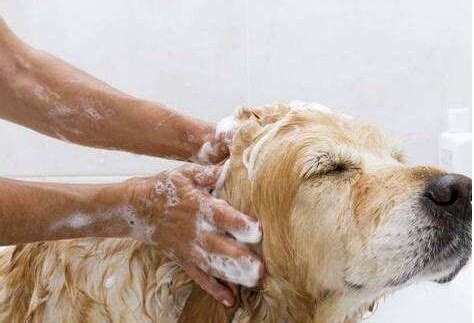 狗 狗 洗澡 沐浴 乳
